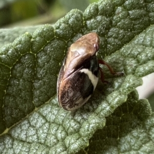 Bathyllus albicinctus at Murrumbateman, NSW - 11 Nov 2021