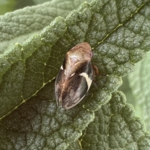 Bathyllus albicinctus at Murrumbateman, NSW - 11 Nov 2021