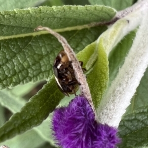 Bathyllus albicinctus at Murrumbateman, NSW - 11 Nov 2021