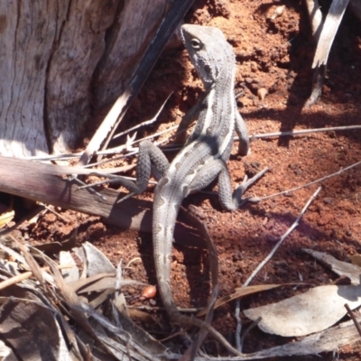 Unverified Dragon at Mount Hope, NSW - 8 Nov 2018 by Christine