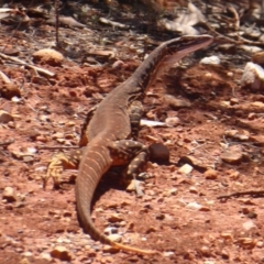 Varanus gouldii (Sand Goanna) at Mount Hope, NSW - 8 Nov 2018 by Christine