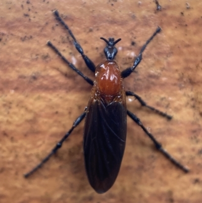 Bibio imitator (Garden maggot) at Jerrabomberra, NSW - 12 Nov 2021 by Steve_Bok