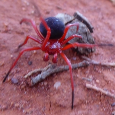 Nicodamidae (family) (Red and Black Spider) at Euabalong, NSW - 8 Nov 2018 by Christine