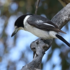 Cracticus torquatus (Grey Butcherbird) at Jerrabomberra, ACT - 11 Nov 2021 by jb2602