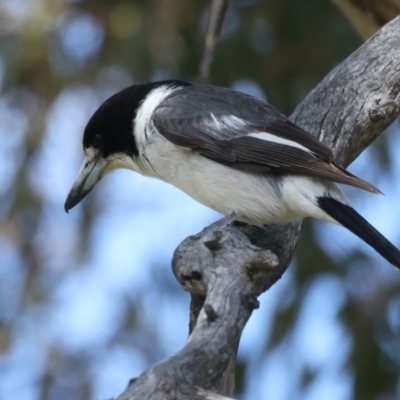 Cracticus torquatus (Grey Butcherbird) at Jerrabomberra, ACT - 11 Nov 2021 by jbromilow50