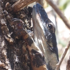 Varanus varius (Lace Monitor) at Euabalong, NSW - 8 Nov 2018 by Christine