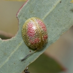Paropsisterna fastidiosa (Eucalyptus leaf beetle) at Bruce, ACT - 10 Nov 2021 by AlisonMilton