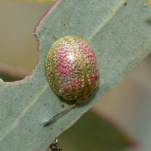 Paropsisterna fastidiosa at Bruce, ACT - 11 Nov 2021