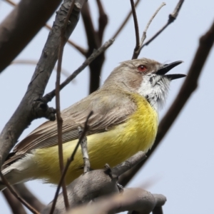 Gerygone olivacea at Jerrabomberra, ACT - 11 Nov 2021