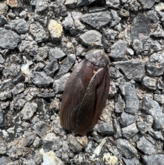 Laxta granicollis (Common bark or trilobite cockroach) at Murrumbateman, NSW - 11 Nov 2021 by SimoneC