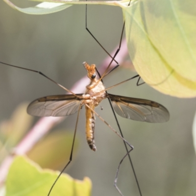 Leptotarsus (Macromastix) costalis (Common Brown Crane Fly) at Bruce Ridge to Gossan Hill - 10 Nov 2021 by AlisonMilton