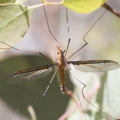 Leptotarsus (Macromastix) costalis at Bruce, ACT - 11 Nov 2021