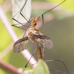 Leptotarsus (Macromastix) costalis at Bruce, ACT - 11 Nov 2021