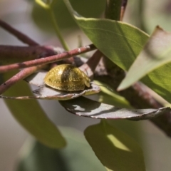 Paropsisterna cloelia (Eucalyptus variegated beetle) at Bruce, ACT - 10 Nov 2021 by AlisonMilton