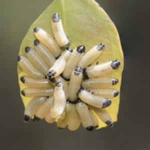 Paropsisterna cloelia at Bruce, ACT - 11 Nov 2021 10:20 AM