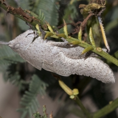 Goniaea australasiae (Gumleaf grasshopper) at Bruce, ACT - 10 Nov 2021 by AlisonMilton