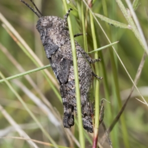 Coryphistes ruricola at Bruce, ACT - 11 Nov 2021 10:43 AM