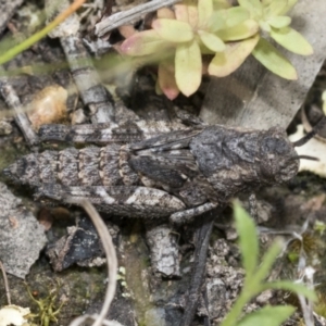 Coryphistes ruricola at Bruce, ACT - 11 Nov 2021 10:43 AM