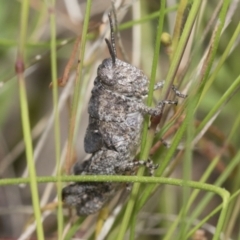 Coryphistes ruricola at Bruce, ACT - 11 Nov 2021 10:43 AM