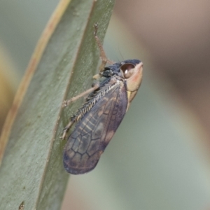 Brunotartessus fulvus at Bruce, ACT - 11 Nov 2021