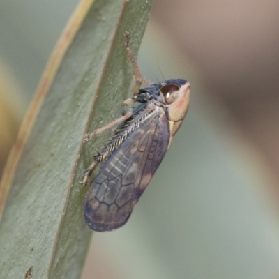 Brunotartessus fulvus (Yellow-headed Leafhopper) at Bruce, ACT - 10 Nov 2021 by AlisonMilton