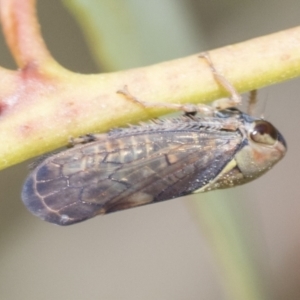 Brunotartessus fulvus at Bruce, ACT - 11 Nov 2021