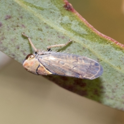 Brunotartessus fulvus (Yellow-headed Leafhopper) at Bruce, ACT - 10 Nov 2021 by AlisonMilton