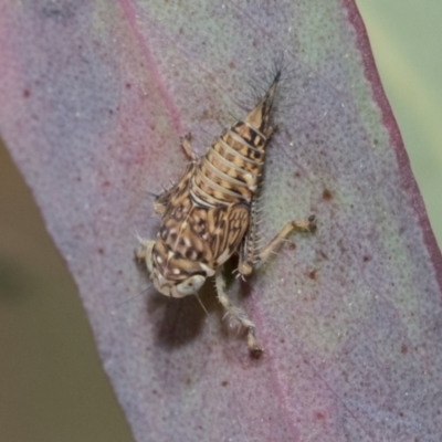 Cicadellidae (family) (Unidentified leafhopper) at Bruce, ACT - 11 Nov 2021 by AlisonMilton