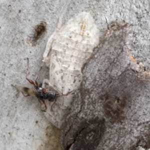 Ledromorpha planirostris at Bruce, ACT - 11 Nov 2021 10:52 AM