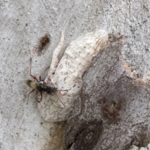 Ledromorpha planirostris at Bruce, ACT - 11 Nov 2021