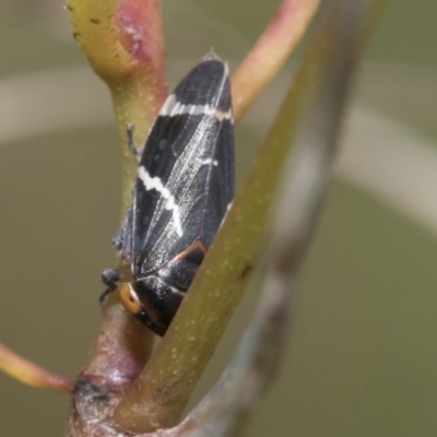 Eurymeloides bicincta (Gumtree hopper) at Bruce, ACT - 10 Nov 2021 by AlisonMilton