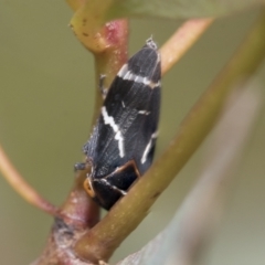 Eurymeloides bicincta at Bruce, ACT - 11 Nov 2021 10:36 AM