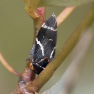 Eurymeloides bicincta at Bruce, ACT - 11 Nov 2021 10:36 AM