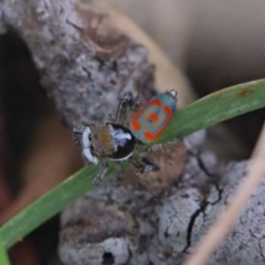 Maratus pavonis (Dunn's peacock spider) at Jerrabomberra Wetlands - 5 Nov 2021 by TimotheeBonnet