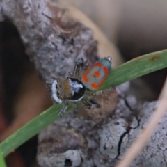 Maratus pavonis (Dunn's peacock spider) at Fyshwick, ACT - 5 Nov 2021 by TimotheeBonnet