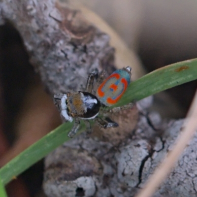 Maratus pavonis (Dunn's peacock spider) at Jerrabomberra Wetlands - 5 Nov 2021 by TimotheeBonnet