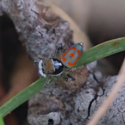 Maratus pavonis (Dunn's peacock spider) at Jerrabomberra Wetlands - 6 Nov 2021 by TimotheeBonnet
