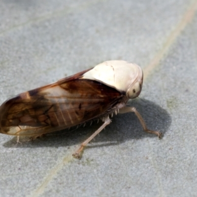 Brunotartessus fulvus (Yellow-headed Leafhopper) at Bruce, ACT - 11 Nov 2021 by AlisonMilton