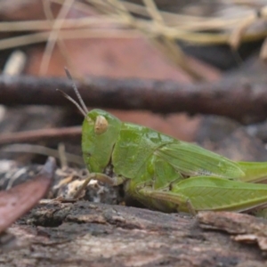 Perala viridis at Jacka, ACT - 5 Nov 2021 03:30 PM