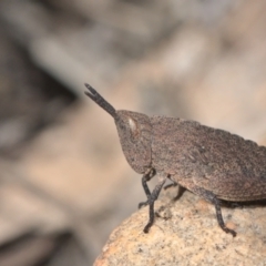 Goniaea opomaloides (Mimetic Gumleaf Grasshopper) at Acton, ACT - 17 Oct 2021 by TimotheeBonnet