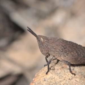 Goniaea opomaloides at Acton, ACT - 17 Oct 2021