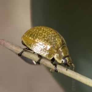 Paropsisterna cloelia at Bruce, ACT - 11 Nov 2021 11:05 AM