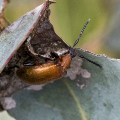 Ecnolagria grandis (Honeybrown beetle) at Bruce, ACT - 11 Nov 2021 by AlisonMilton