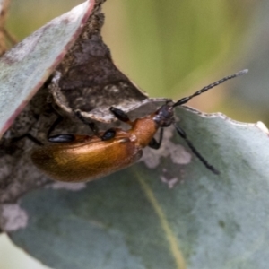 Ecnolagria grandis at Bruce, ACT - 11 Nov 2021