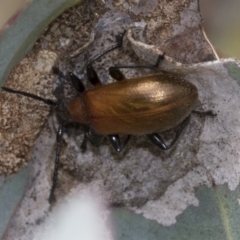 Ecnolagria grandis at Bruce, ACT - 11 Nov 2021