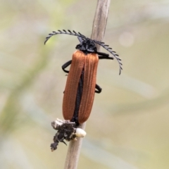 Porrostoma sp. (genus) (Lycid, Net-winged beetle) at Bruce, ACT - 11 Nov 2021 by AlisonMilton