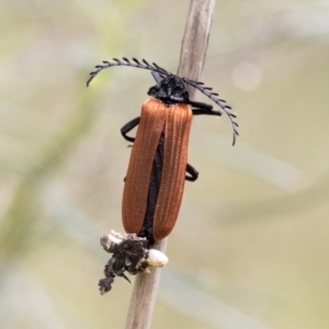 Porrostoma sp. (genus) at Bruce, ACT - 11 Nov 2021