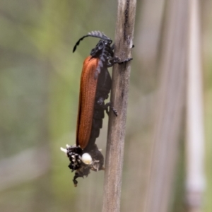 Porrostoma sp. (genus) at Bruce, ACT - 11 Nov 2021