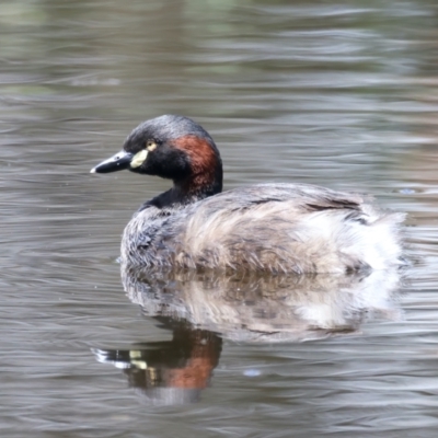 Tachybaptus novaehollandiae (Australasian Grebe) at Jerrabomberra, ACT - 11 Nov 2021 by jb2602