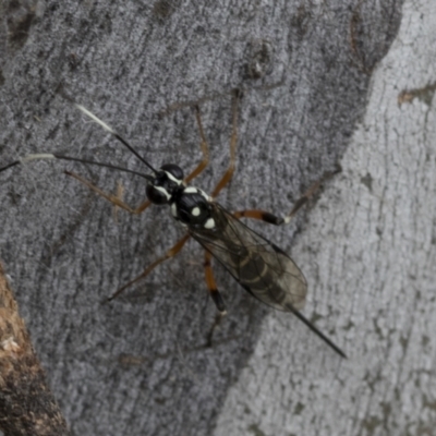 Xanthocryptus novozealandicus (Lemon tree borer parasite wasp) at Bruce Ridge to Gossan Hill - 10 Nov 2021 by AlisonMilton